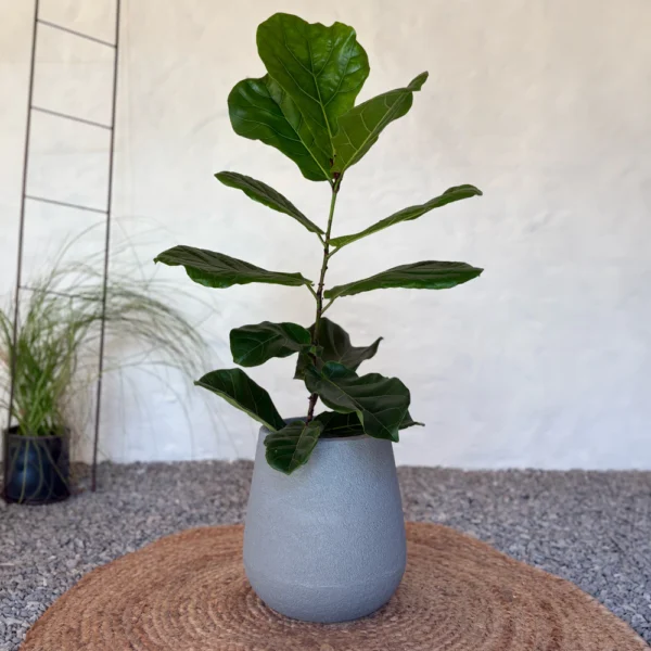 FICUS PANDURATA + MACETA MATE N°30