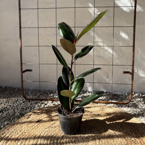 Planta Gomero sin maceta