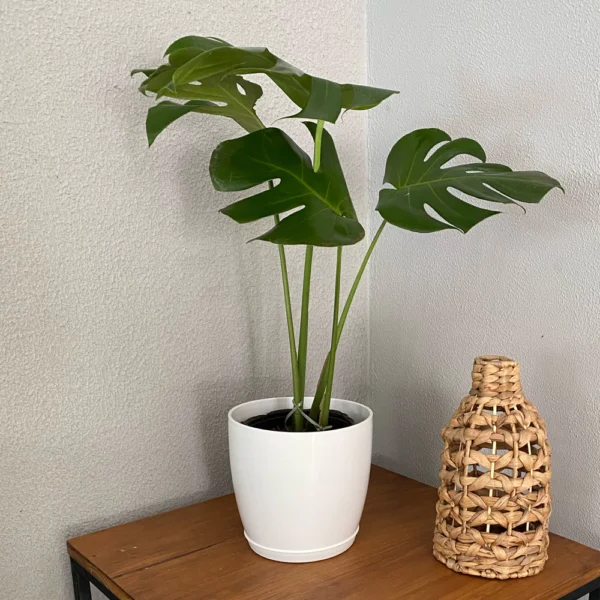Monstera + Maceta Premium N°22  +Plato