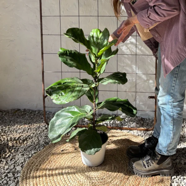 Planta Ficus Pandurata sin maceta
