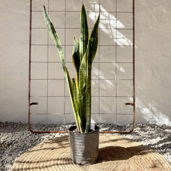 Planta Sansevieria sin maceta