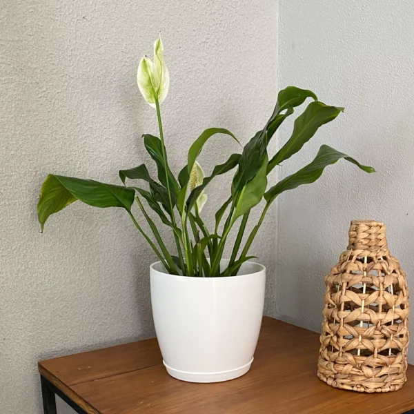 Spathiphyllum con Maceta Premium N°22 y Plato
