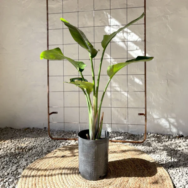 Planta Strelitzia sin maceta