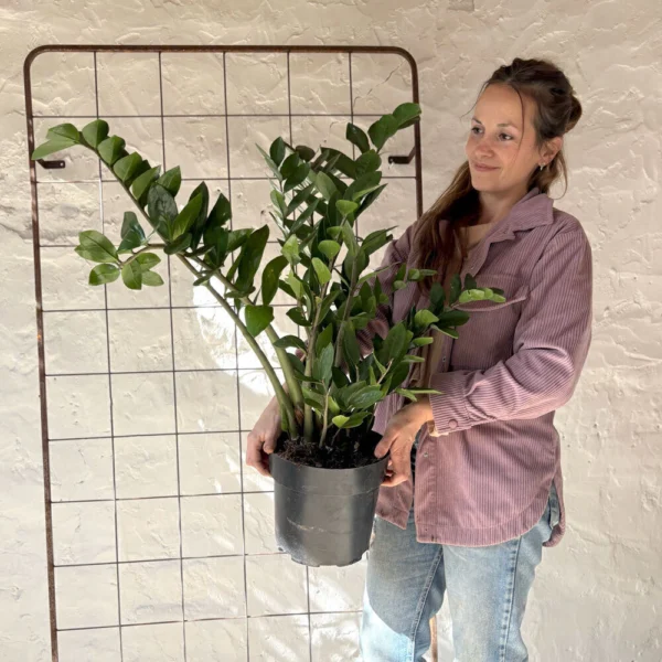 Planta Zamioculca sin maceta
