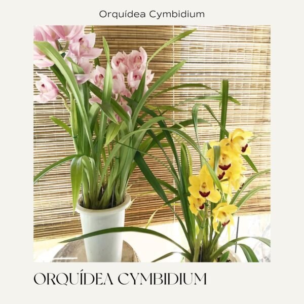 Orquídea Cymbidium