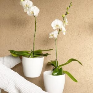 Orquídeas