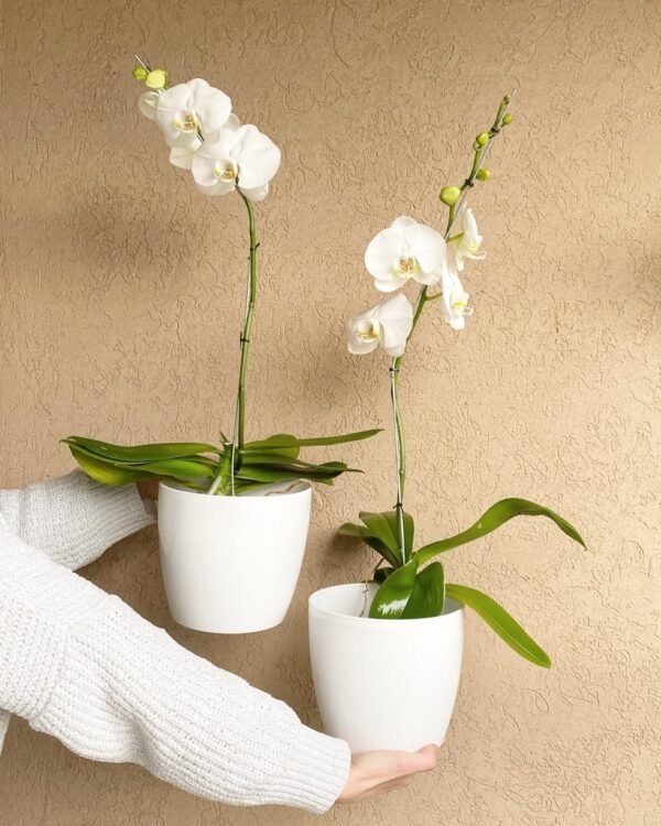 Orquídeas Phaleanopsis